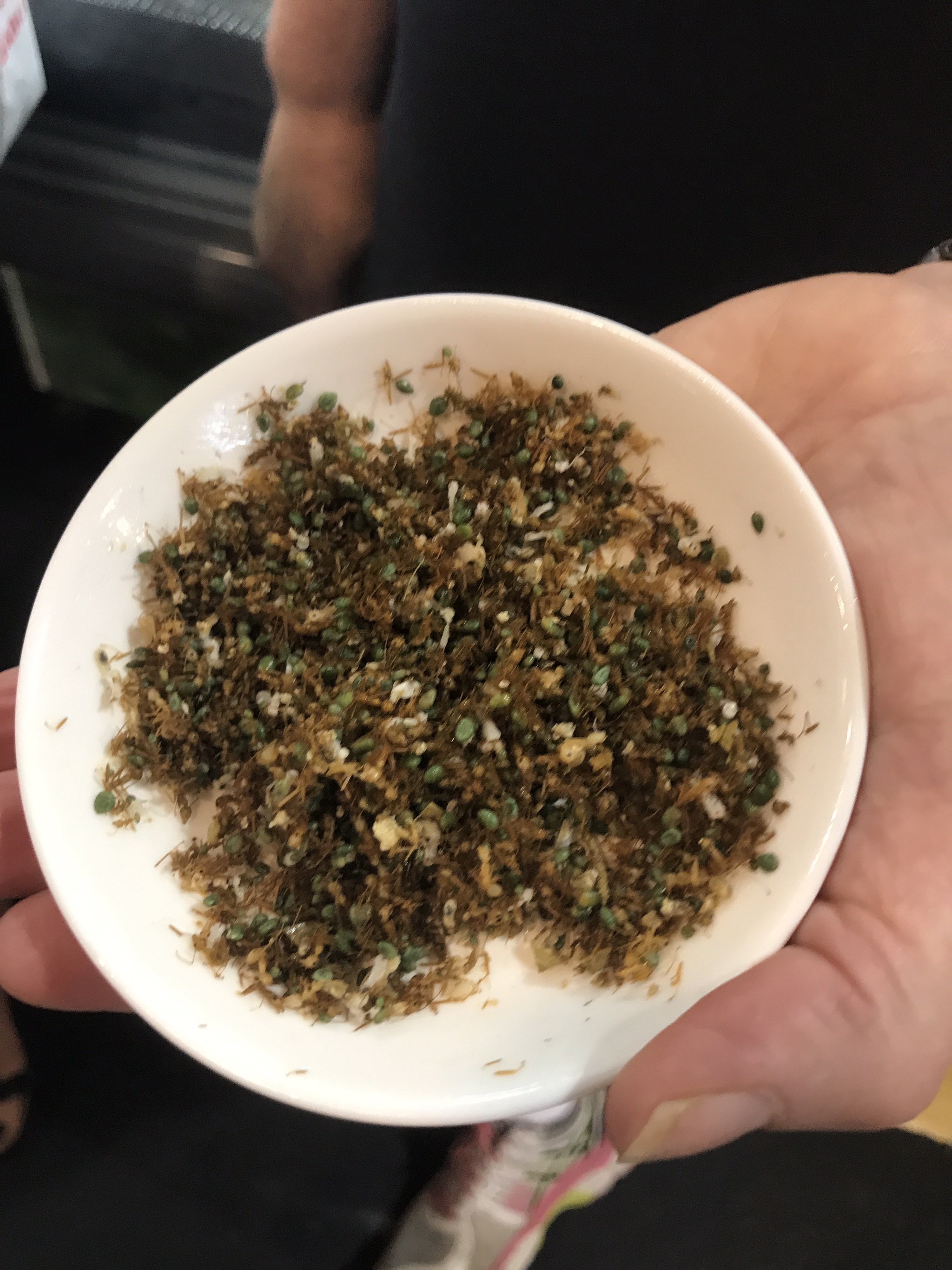 Ants that tasted crunchy and lemony 